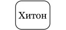 Хитон