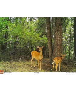 Камера Bushnell Trophy Cam HD Essential E3, 3,5-16 Мп (119837)