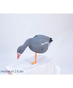 Гусь кормящийся (ППУ) серый